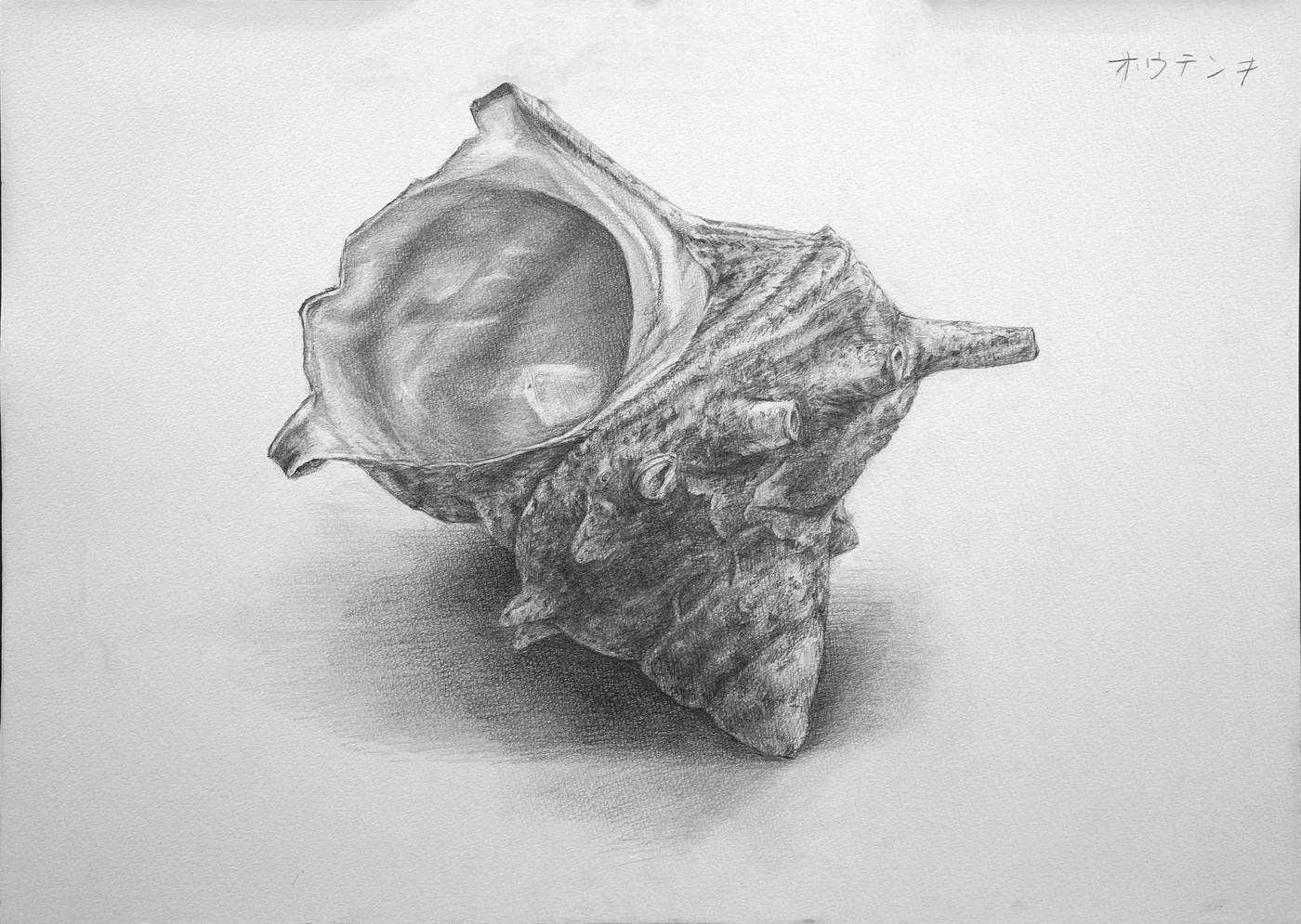 海螺单体素描