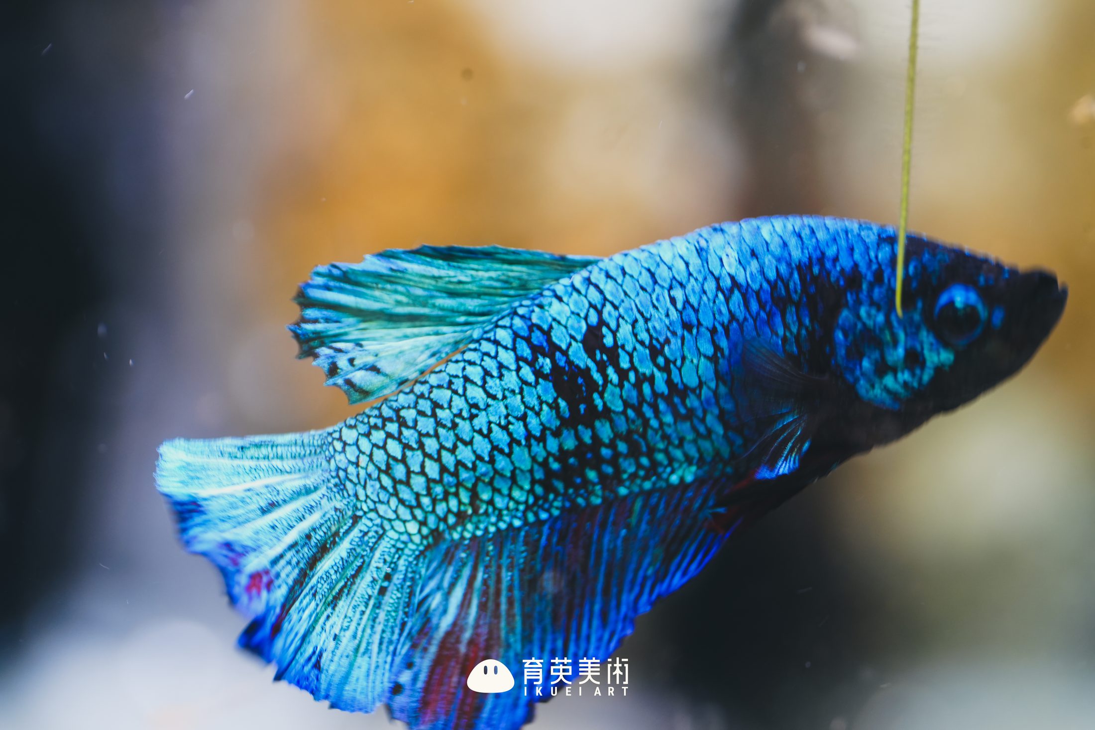 教室の新しい仲間：青いベタ