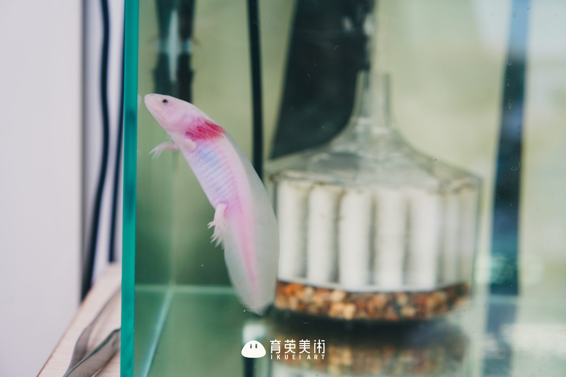 教室の新しい仲間：ピンクのウーパールーパー