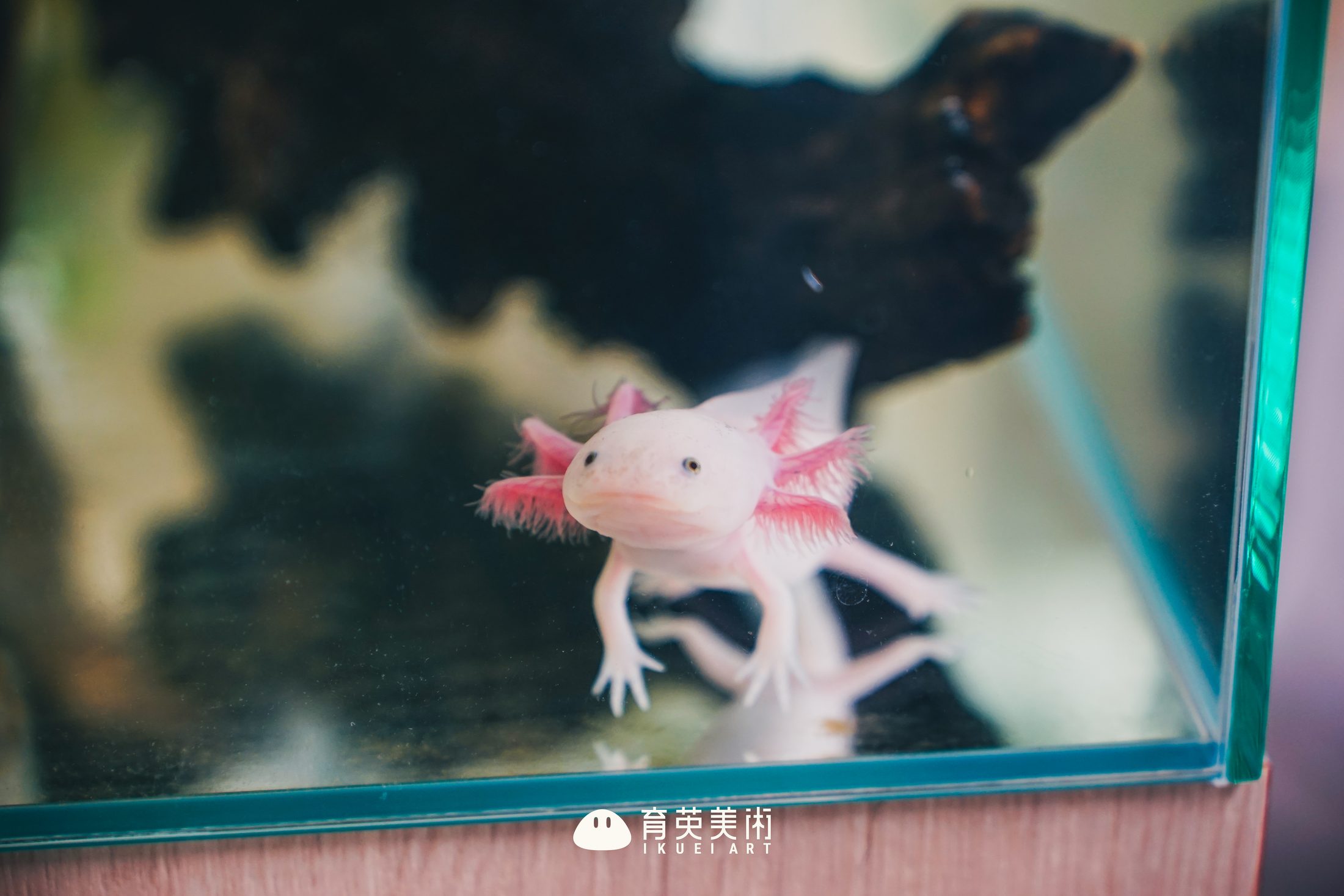 校园日常｜美西螈也来陪大家备考