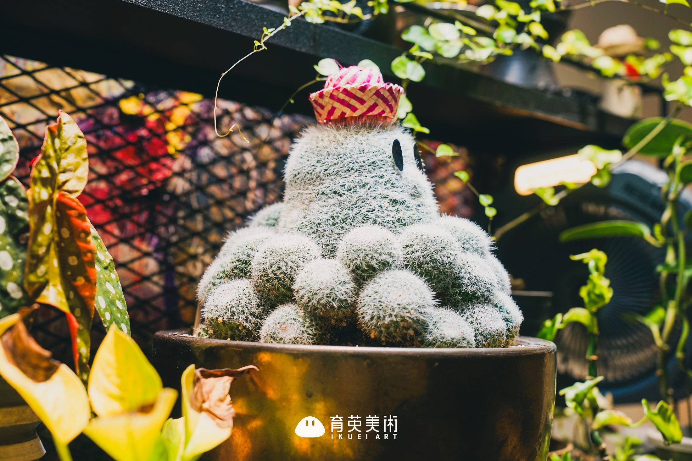 校园日常｜教室里的植物角落