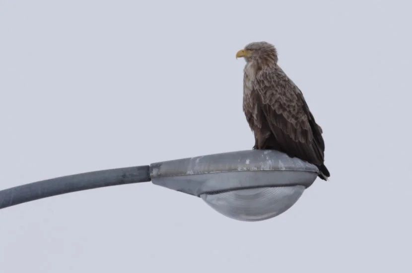 IKUEI information | 以技术和艺术融合为目标：东京工艺大学