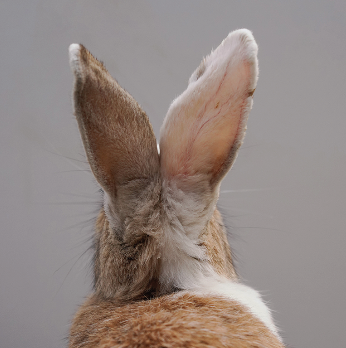 IKUEI information | 散落在关西的“遗珠”：成安造形大学