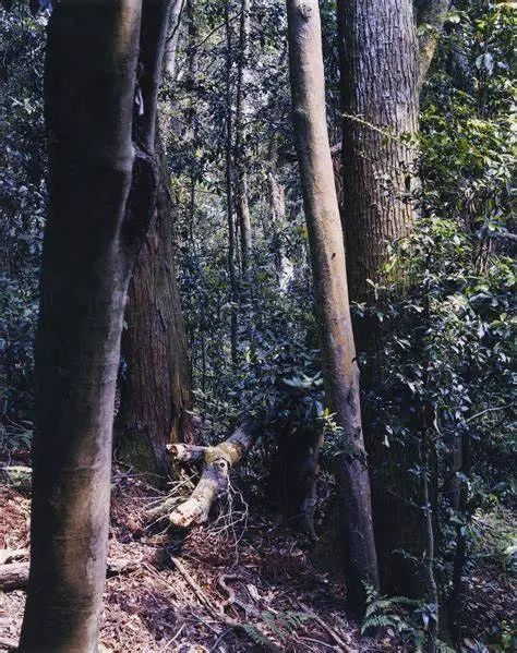 IKUEI information | 上田义彦：摄影不是捕捉物体，而是捕捉心情