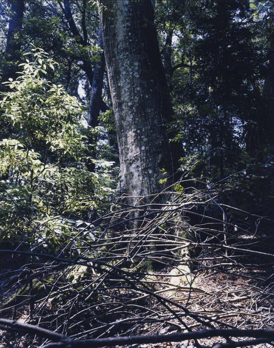 IKUEI information | 上田义彦：摄影不是捕捉物体，而是捕捉心情