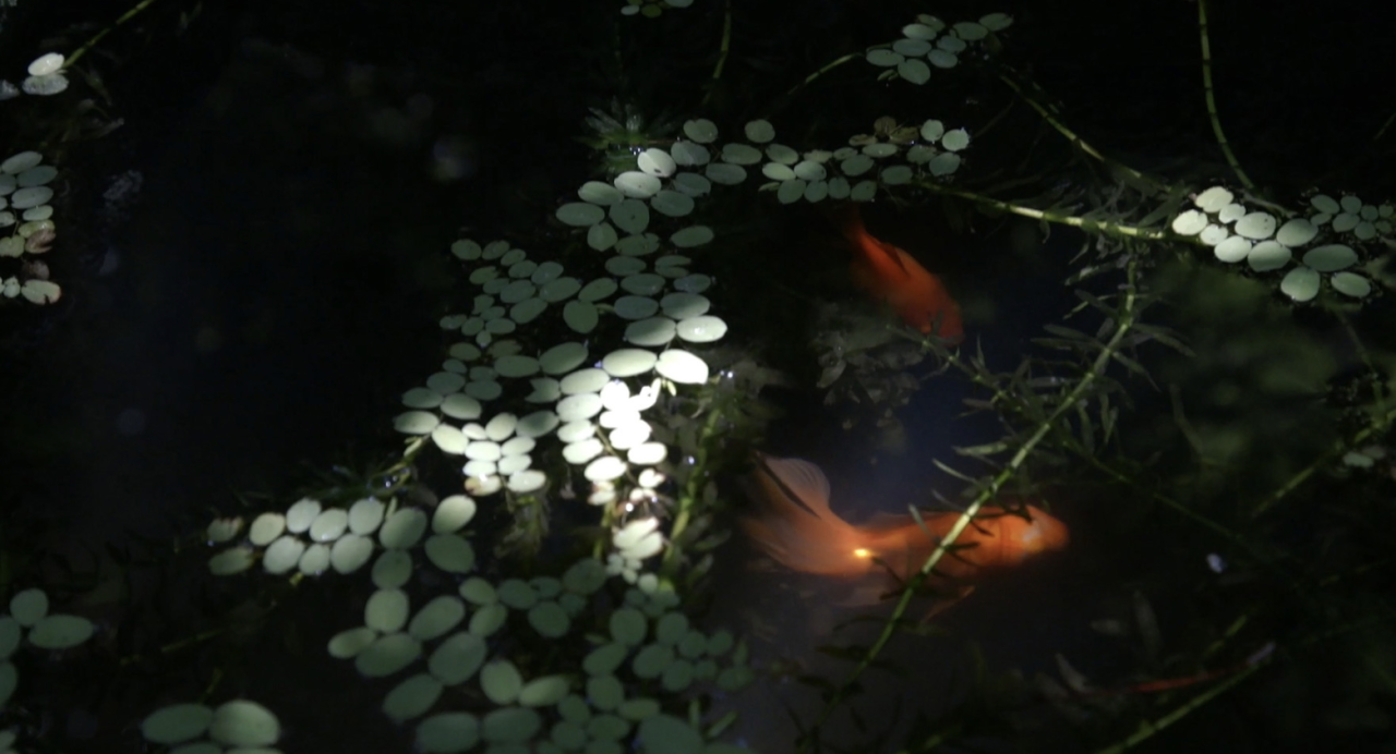 IKUEI information | 上田义彦：摄影不是捕捉物体，而是捕捉心情