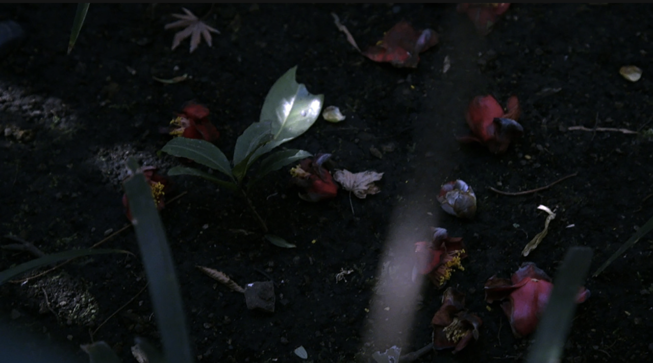 IKUEI information | 上田义彦：摄影不是捕捉物体，而是捕捉心情