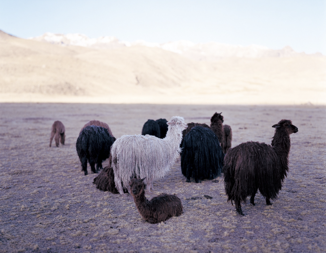 IKUEI information | 上田义彦：摄影不是捕捉物体，而是捕捉心情